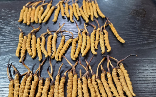 野生冬蟲夏草泡酒比例詳解：掌握黃金配比，泡出滋補好酒