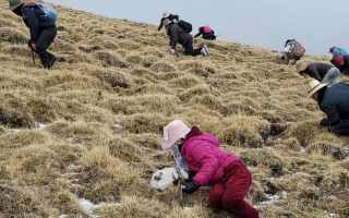 冬蟲夏草采挖看月份！4-7月各產(chǎn)區(qū)差異大，5-6月是“黃金窗口”