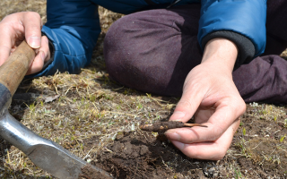 冬蟲夏草什么節(jié)氣采收好