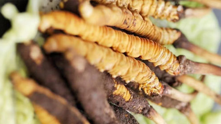 鮮冬蟲夏草泡酒能喝嗎？ 