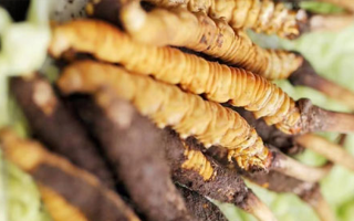 鮮冬蟲夏草泡酒能喝嗎？掌握這些要點(diǎn)安全又滋補(bǔ)