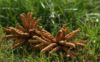 冬蟲夏草值那么多錢嗎？拆解價值與價格的真相