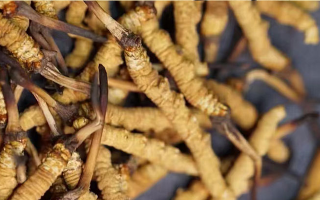 一茶杯水泡幾根冬蟲夏草？這份沖泡指南請(qǐng)收好