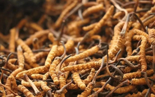 鮮冬蟲夏草有保質(zhì)期嗎？儲存方式與時效全解析