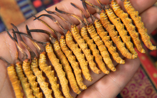 冬蟲夏草怎么辨別真假？4 大維度 + 避坑指南