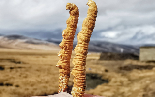 一根冬蟲夏草多少錢？2025 年價格拆解與選購指南