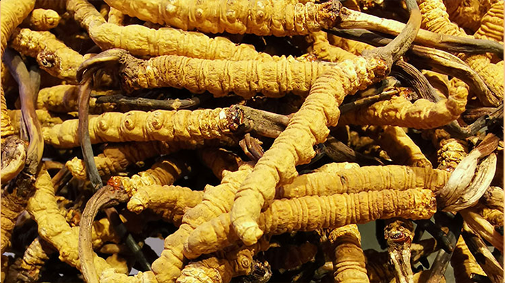 鮮<a href=http://m.yananski.com/jiage/ target=_blank class=infotextkey>冬蟲夏草多少錢</a>一斤 