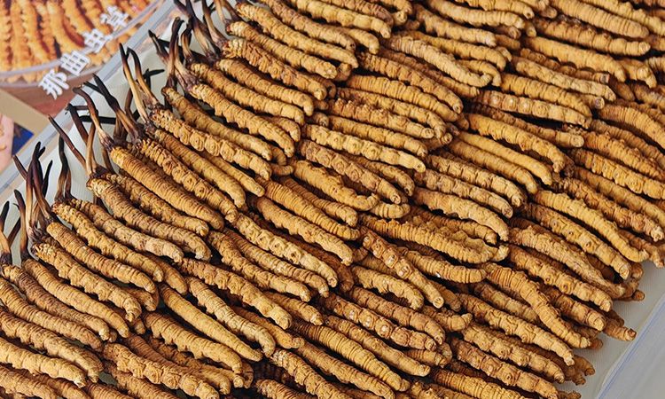 斷的冬蟲(chóng)夏草：效果是否打折？科學(xué)解讀與實(shí)用建議