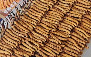 斷的冬蟲夏草：效果是否打折？科學(xué)解讀與實用建議