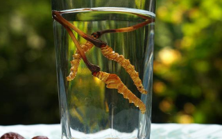 鎖陽冬蟲夏草泡酒：配伍原理、制作方法與飲用規(guī)范