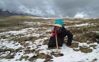 探秘冬蟲夏草：科學尋找的實用指南