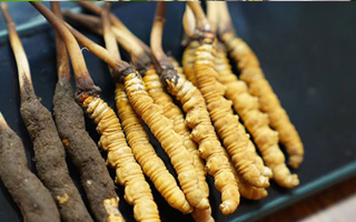 鮮冬蟲夏草泡酒：適宜酒品、搭配方案與飲用指南