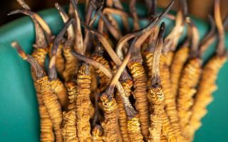 冬蟲夏草有什么作用？這些食用方法要知道