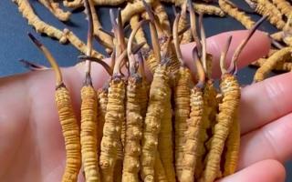 真假冬蟲夏草怎么辨別？5 個實用方法 + 避坑指南