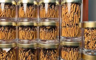 正宗冬蟲夏草能 “治” 哪些??？科學(xué)認(rèn)知其輔助調(diào)理作用