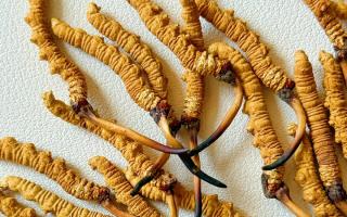 冬蟲夏草用什么鍋燉好？3 類優(yōu)質(zhì)鍋具 + 避坑指南