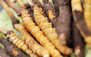 鮮冬蟲夏草哪里產(chǎn)地好些？三大黃金產(chǎn)區(qū)品質(zhì)解析