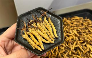 冬蟲夏草可以煲骨頭嗎？當(dāng)然可以！這樣做營養(yǎng)翻倍