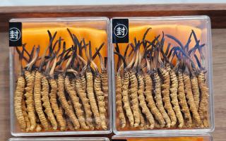 冬蟲夏草現(xiàn)在多少錢一克？2025 年克價揭秘，差價達 5 倍