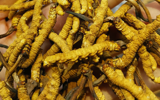 長期喝冬蟲夏草有危害嗎？認清風(fēng)險與安全邊界