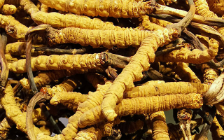 干這行 20 年，說(shuō)實(shí)話(huà)：冬蟲(chóng)夏草實(shí)體店值不值得去？