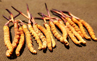 冬蟲夏草泡水：每次放多少水才合適？