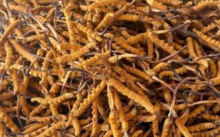 冬蟲夏草專業(yè)存放指南：這樣存，品質(zhì)不打折