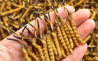 冬蟲夏草專家詳解：不同形態(tài)蟲草的保存方法與時(shí)限，避免營養(yǎng)白白流失