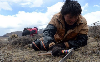 那曲挖草人阿旺的蟲草采摘時間表：跟著草原節(jié)氣走，不錯過每根好蟲草