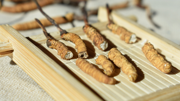 斷的<a href=http://m.yananski.com/ target=_blank class=infotextkey>冬蟲夏草</a>一克啥價(jià) 