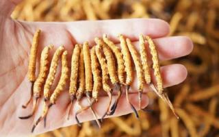 為啥說頭期冬蟲夏草品質(zhì)最好？掰開揉碎給你講