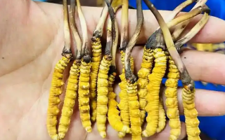 新鮮冬蟲夏草要吃幾次？一篇給普通人的實(shí)用指南
