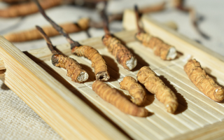 斷的冬蟲夏草一克啥價？2025 年實用行情嘮明白