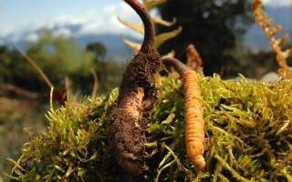 野生冬蟲夏草長什么樣？我跟你嘮嘮