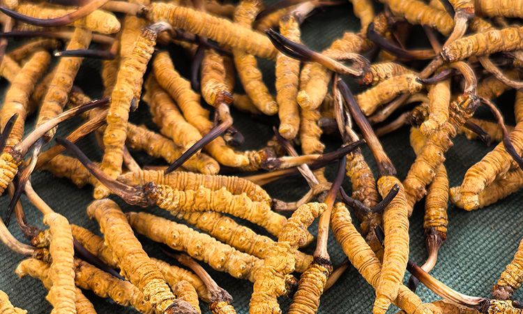 燉了二十年蟲草湯，這口感我太熟了，跟你細(xì)細(xì)說