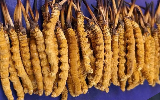 挖了三十年蟲草，這些采摘的苦，沒經(jīng)歷過的人真不懂