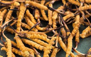 燉了二十年蟲草湯，這口感我太熟了，跟你細細說