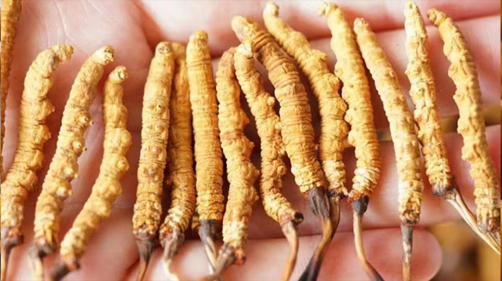 冬蟲夏草最佳購買時間：選對時機(jī)，兼顧品質(zhì)與性價比