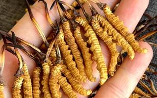 冬蟲夏草含水量：多少才合適？