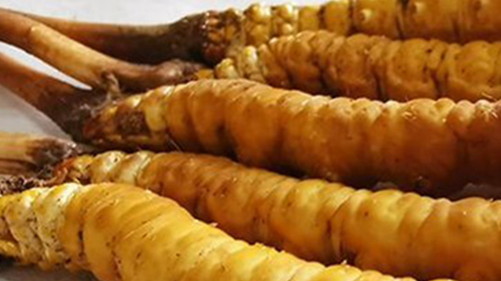 鮮冬蟲夏草可以用水洗嗎？